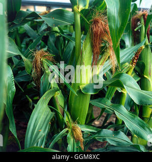 Sweetcorn - `First of All'   VEG037608 Stock Photo